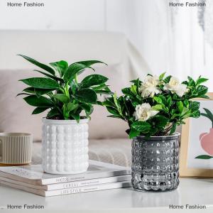 [COD] Home Fashion Mini Self Watering Flower Pot Fish Tank Transparent Plastic Plant Pots Self Watering Planter Pot Vase For Home Decoration