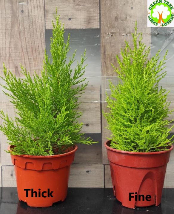 Bonsai - Gold Crest / Lemon Cypress  (Thick / Fine) for HOME/OFFICE  decoration Thick Fine Bonsai Indoor Office Decoration - Lazada | Lazada