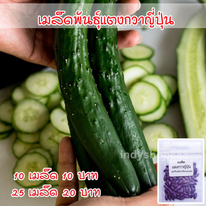 10 อันดับเมล็ดพันธุ์แตงกวา ยี่ห้อไหนดี? ปลูกง่าย โตไว เก็บผลผลิตได้เยอะ อัปเดตปี 2025