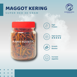 Pakan Makanan Ikan Predator Maggot Kering SUPER RED Grade Premium Maggot BSF Ikan Koi Channa Arwana