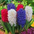 1 หัว ดอกไฮยาซินธ์ (Hyacinth) Bulbs ดอกไม้สื่อถึง ความน่ารักและความบริสุทธิ์ สายพันธุ์ Hyacinth Orientalis Shades of Blue. 