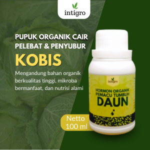 Pupuk Pembesar Buah Kubis / Pupuk Penyubur Tanaman Kubis / Pupuk Daun Untuk Tanaman Kubis Cair
