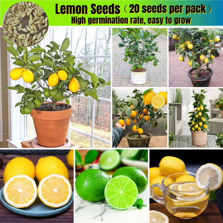 [Fast Growing] Edible Bonsai Lemon Seeds Dwarf （15 Seeds）rare Lemon Fruit Seeds for Planting Fruit Plants Seeds Finger Lime Seeds Heirloom Lemon Tree Seeds Fresh Bonsai Seeds for Planting Vegetable Plants Seedlings Fruit Trees Indoor Plants Real Plants