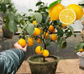 [Fast Growing] Edible Bonsai Lemon Seeds Dwarf （15 Seeds）rare Lemon Fruit Seeds for Planting Fruit Plants Seeds Finger Lime Seeds Heirloom Lemon Tree Seeds Fresh Bonsai Seeds for Planting Vegetable Plants Seedlings Fruit Trees Indoor Plants Real Plants. 