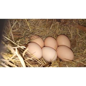 Rhode Island red fertil eggs pure breed