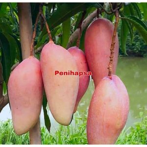 Bibit Mangga Red Ivory Okulasi Cepat Berbuah