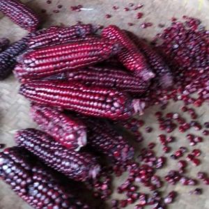 BIJI BENIH TANAMAN JAGUNG KETAN UNGU (REPACK)