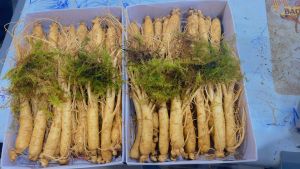 (1Kg) Sâm Tươi Hàn Quốc Tặng 1L Mật Ong - Nhân Sâm Hàn Quốc Đến 3 - 9 Năm Tuổi - Sâm Tươi Thu Hoạch Hàn Quốc Korea Thượng Hạng Cho Sức Khỏe - Tin Sâm