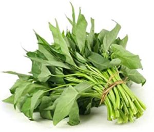KANGKONG SEEDS WATER SPINACH FAST & EASY GROWER