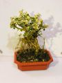 Cây bạch tuyết mai bonsai để bàn. 