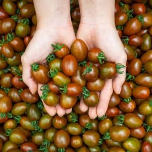 Hạt giống cà chua bi nâu gói 0.1 gram | Hạt giống chính hãng