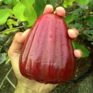 Bibit Jambu Air Dalhari Murah