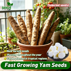 [Selected Seeds] 100% Authentic Yam Seeds for Planting Vegetables (Fast Growing) Glutinous Iron Rod Yam Seeds Vegetables Seeds for Gardening Root Stem Plant Seeds Vegetables Seeds for Pot Gardening Chinese Yam Seedlings Buto Ng Gulay Veggie Seeds