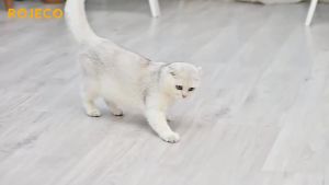 ROJECO Automatic Cat Toys Interactive Smart TeasingLED Indoor Cat Toy Accessories Handheld Electronic Cat Toy For Dog