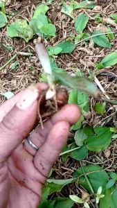 JUAL BIBIT KENCUR/CIKUR CIAMIS kecil tpi sendir buktikan kualitas terbaik