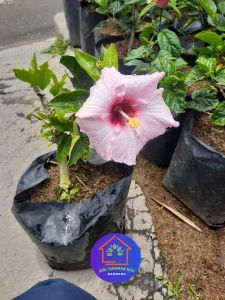 COD 3 Tanaman hias outdoor bunga kembang sepatu warna warni hibiscus rosa sinensis