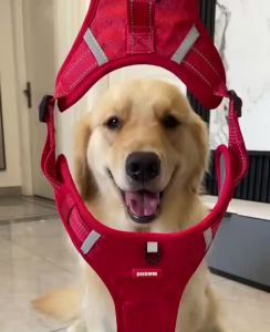 FCPet Dog And Cat Harness Leash Walking Set Vest Multi-Directional Reflective Chest Strap Clothes Ropeleash harness vest