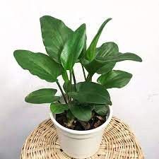 Erkak va toychoq ortasidagi jinsiy aloqa Sexy Heat House 2