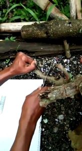 gergaji pruning bonsai super quality