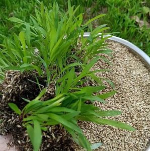 Gói 100g.Hạt giống cỏ chăn nuôi Mulato II - Cỏ Sả Dinh Dưỡngnãy mầm đều phát triển nhanh