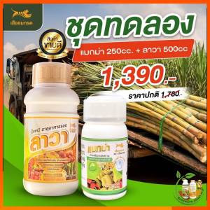 แมกม่า สารเสริมประสิทธิภาพ+ปุ๋ยน้ำลาวา (ฮอร์โมนพืช)