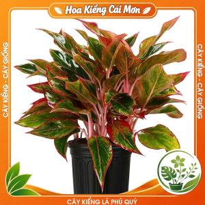 Cây Kiểng Lá Phú Quý - Cây Cảnh Đẹp Sang Trọng Dễ Trồng Trang Trí Nhà Cửa Ban Công Sân Vườn Văn Phòng