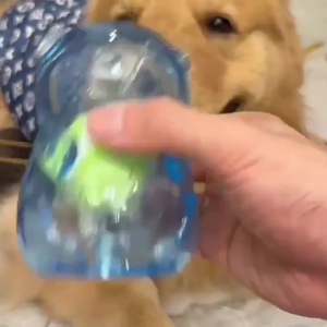 Interaction Dog Chewing Toy Balls Safe Teething Biting Treats Toy Soft Bear Toy For Various Breeds Dog Entertain Toy