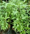 bibit tanaman daun selasih-pohon daun selasih. 