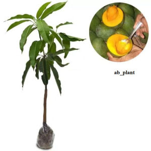 Bibit Mangga Alpukat