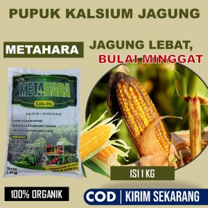(PALING MURAH) PUPUK ANTI BULAI JAGUNG Terbaik - METAHARA 1 KG Paling Manjur Melebatkan Jagung pengendali Hama dan Penyakit Jagung Seperti Bulai Patek kresek semut Kutu Putih pada tanaman Jagung - Obat Semprot Organik anti Bulai Pada Jagung 500 ML