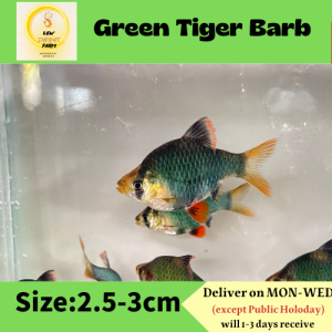 Green Tiger Barb / LiveFish /Freshwater/青虎