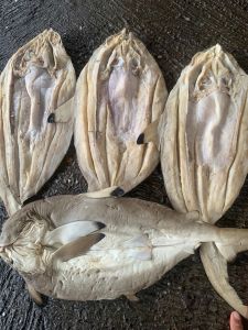 Ikan Asin Hiu Ikan Kering Asin Hiu Ikan Laut Hiu Full Ikan Kering Asin