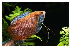 Colisa Lalia (Gourami)  x4 pcs Set / Aquarium By MIllion-Shop
