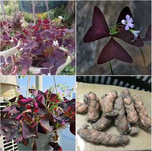 Combo 10 Củ hoa Oxalis (củ bướm đêm) lá tím hoa trắng dể trồng-củ sống 100%