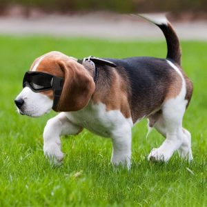 SWEET ELVES Adjustable Strap Waterproof Anti-Fog UV Protection Dust Protection Soft Frame Puppy Sunglasses Dog Glasses Pet Cat Glasses Dog Accessories