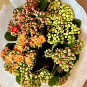 Hoa Sống Đời Thái Mix 3 - 5 Màu – Lá To Nhiều Nụ Nhiều Hoa Dễ Trồng Dễ Chăm