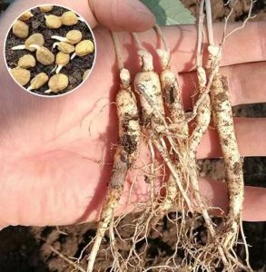 Wholesale Four Seasons Fruits and Vegetables Collection for Balcony and Garden: Cilantro Lettuce Strawberries Peppers Corn Melon