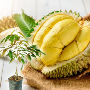 Bibit Durian Montong Super Cepat Berbuah