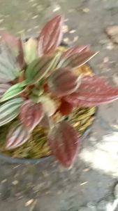 tanaman hias peperomia rosso merah murah