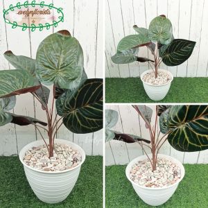 Tanaman Hias Artificial Daun Alocasia Violet X9 Pot Tawon & Pot Dasar Hiasan Ruang Tamu