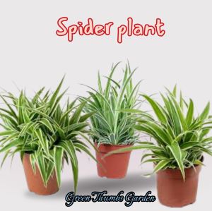 SPIDER LIVE PLANT malabong na siya!