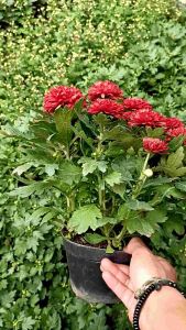 1 POT BUNGA KRISANT ASTER ( DIKIRIM LANGSUNG DALAM POT ) READY 10 WARNA