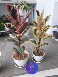 Tanaman Interior Viral: Bunga Sudut Ruang Tamu & Tanaman Hias Karet Kebo Variegata