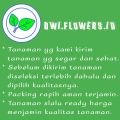 ( BISA COD ) Tanaman Hias Karet Kebo Merah Ficus Elastica / Pohon Karet Kebo Merah Tanaman Hidup Karet Kebo Tanaman Indoor Ficus Elastica. 