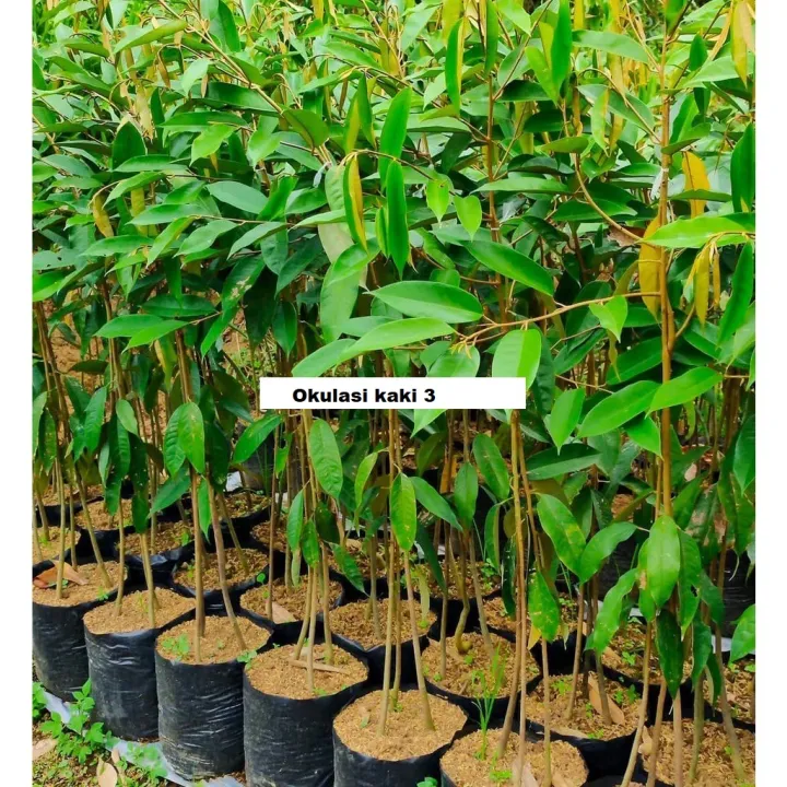 Bibit%20Durian%20Ochee%20Super%20-%20Image%206