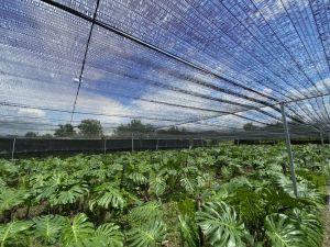 มอนสเตอร่าไจแอนท์ ราชินี 70-100 ซม ต้นไม้ ตายระหว่าง คืนเงิน เจ้าของสวนขายเอง สวนขายหนังสือ ต้นใหญ่ ใบใหญ่มาก