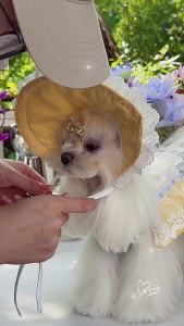 Pet Clothes Lolita Dog ClothesSkirt Small Dog High Quality Embroidered Dog Clothes