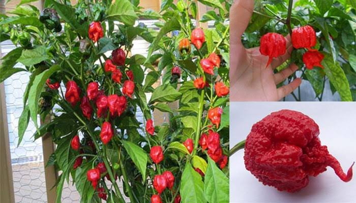 Семена Каролина Риппер Купить