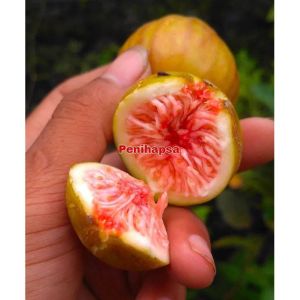Bibit Buah Tin Purple Yordan Super Cangkok
