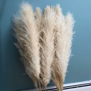 Dried Pampas Extra Fluffy Long Stem 140cm Jumbo Size Bohemian Decoration Home Decor Elegant Design Hotel Lobby Centerpiece Aplant383